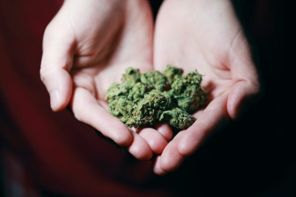 Culture du Cannabis : À la découverte d’une communauté en pleine croissance