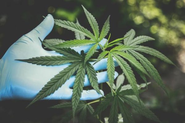 CBD pour les Animaux de Compagnie : Une Solution Naturelle pour nos Amis à Quatre Pattes